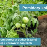 Jak uprawiać pomidory koktajlowe w doniczce, aby uniknąć błędów