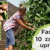 Jak uprawiać fasolkę szparagową - unikaj najczęstszych błędów