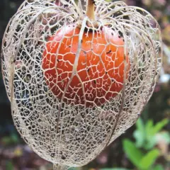 Jak uprawiać physalis: proste kroki do zdrowych owoców w ogrodzie