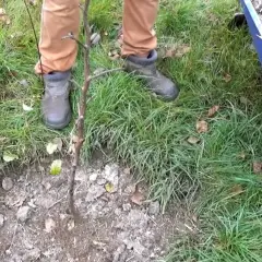 Jaki nawóz pod drzewka owocowe jesienią, aby uniknąć słabych plonów?