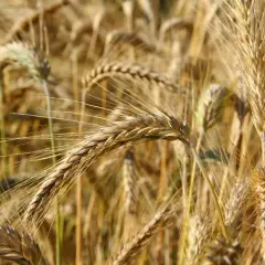 Jaki nawóz jesienią pod pszenżyto, aby uniknąć słabych plonów?