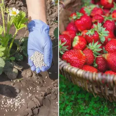 Jaki nawóz pod truskawki? Sprawdź, co zapewni im zdrowy wzrost