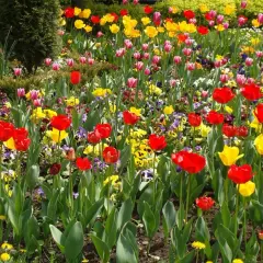 Kolorowe tulipany i bratki w wiosennym ogrodzie.