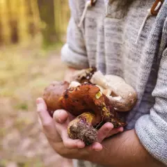 Sezon na grzyby kiedy? Najlepsze daty i tajemnice zbiorów