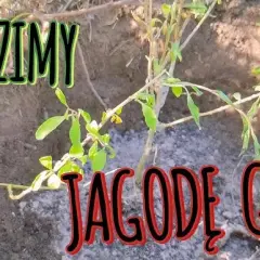 Jak sadzić jagody goji, aby uniknąć najczęstszych błędów?