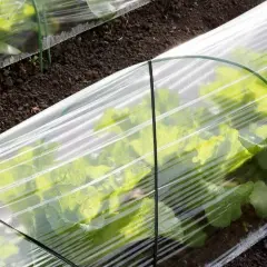 Co sadzić w tunelu foliowym, aby uniknąć problemów z uprawą?