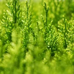 Ile nawozu sypać pod tuje, aby uzyskać zdrowe rośliny?