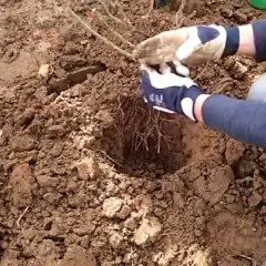 Jak gęsto sadzić róże wielkokwiatowe, aby uniknąć błędów w ogrodzie