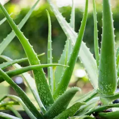 Jak uprawiać aloes: proste sposoby na zdrową roślinę w domu