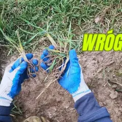 Co siać na perz, aby skutecznie zwalczyć uciążliwe chwasty?