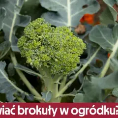 Jak uprawiać brokuły w ogródku – uniknij najczęstszych błędów