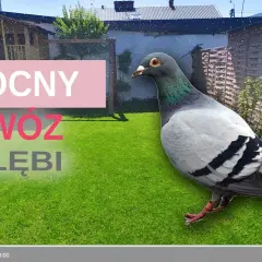 Jak zrobić nawóz z gołębich odchodów i uniknąć błędów w uprawie