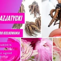 Jak sadzić cebulki jaskrów, aby uniknąć najczęstszych błędów