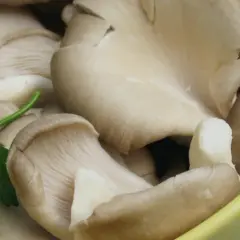 Jak uprawiać boczniaki w domu - proste sposoby na sukces w hodowli