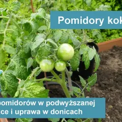 Jak uprawiać pomidory koktajlowe w doniczce, aby uniknąć błędów
