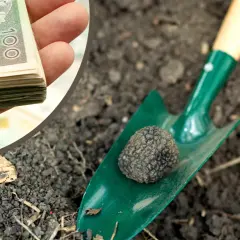 Kiedy jest sezon na trufle? Odkryj najlepszy czas na zbiór trufli