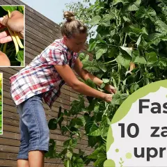 Jak uprawiać fasolkę szparagową - unikaj najczęstszych błędów