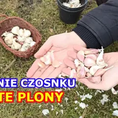 Jak się sadzi czosnek – najlepsze metody i najczęstsze błędy