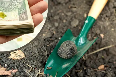 Kiedy jest sezon na trufle? Odkryj najlepszy czas na zbiór trufli