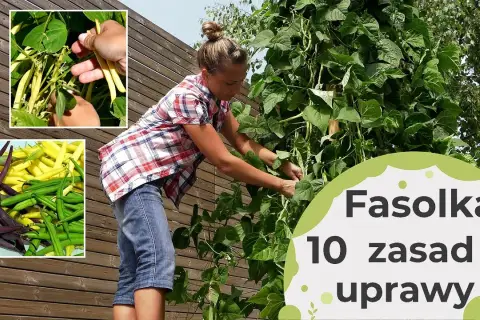 Jak uprawiać fasolkę szparagową - unikaj najczęstszych błędów