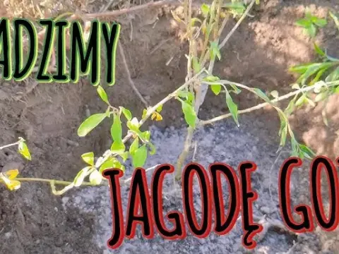 Jak sadzić jagody goji, aby uniknąć najczęstszych błędów?