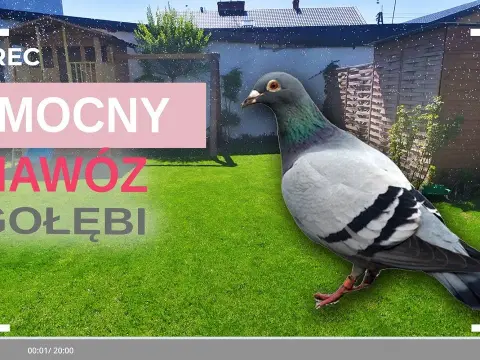 Jak zrobić nawóz z gołębich odchodów i uniknąć błędów w uprawie