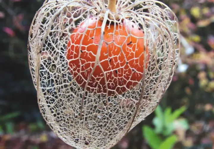 Jak uprawiać physalis: proste kroki do zdrowych owoców w ogrodzie