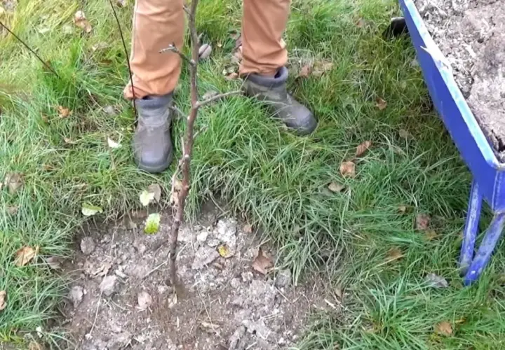 Jaki nawóz pod drzewka owocowe jesienią, aby uniknąć słabych plonów?