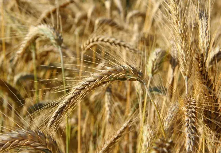 Jaki nawóz jesienią pod pszenżyto, aby uniknąć słabych plonów?