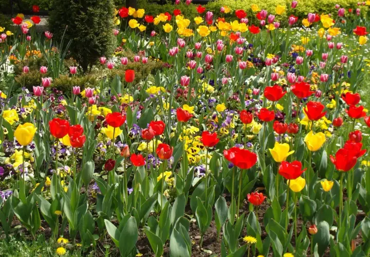 Kolorowe tulipany i bratki w wiosennym ogrodzie.