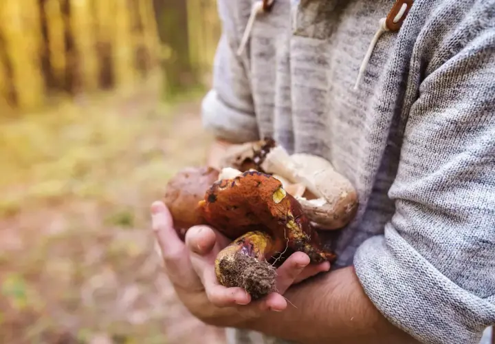 Sezon na grzyby kiedy? Najlepsze daty i tajemnice zbiorów