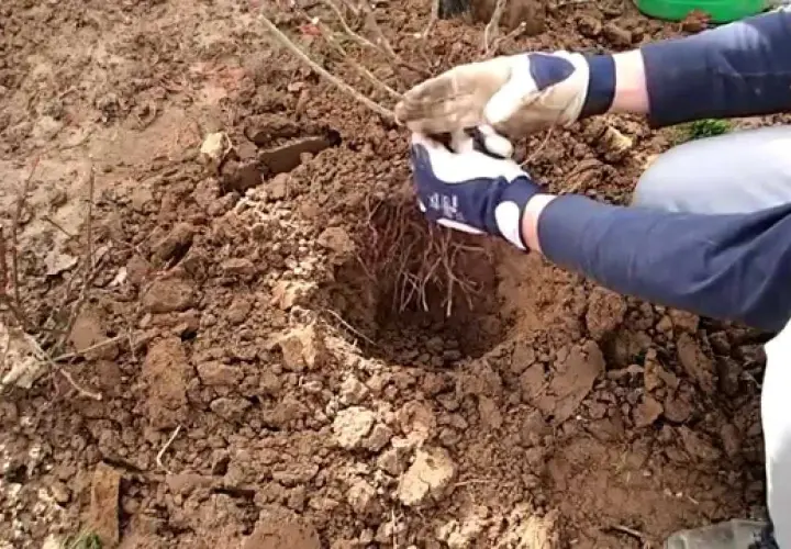 Jak gęsto sadzić róże wielkokwiatowe, aby uniknąć błędów w ogrodzie
