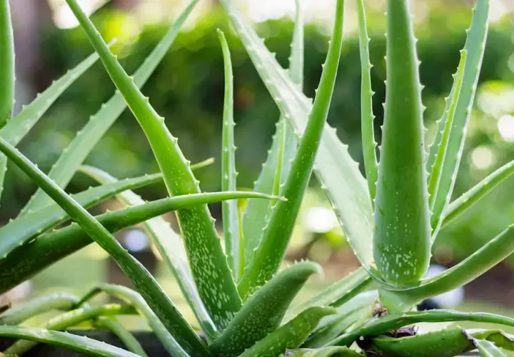 Jak uprawiać aloes: proste sposoby na zdrową roślinę w domu