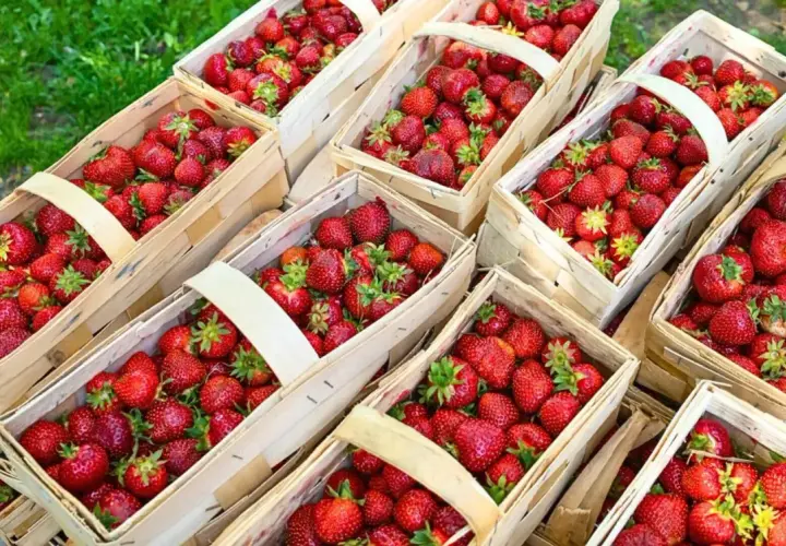Kiedy sezon na truskawki? Sprawdź, kiedy najlepiej je kupić