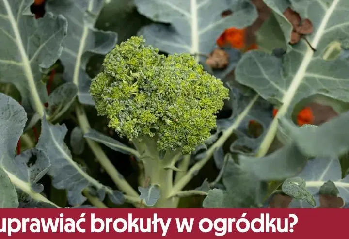 Jak uprawiać brokuły w ogródku – uniknij najczęstszych błędów