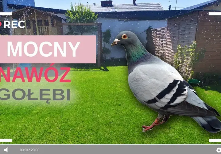 Jak zrobić nawóz z gołębich odchodów i uniknąć błędów w uprawie
