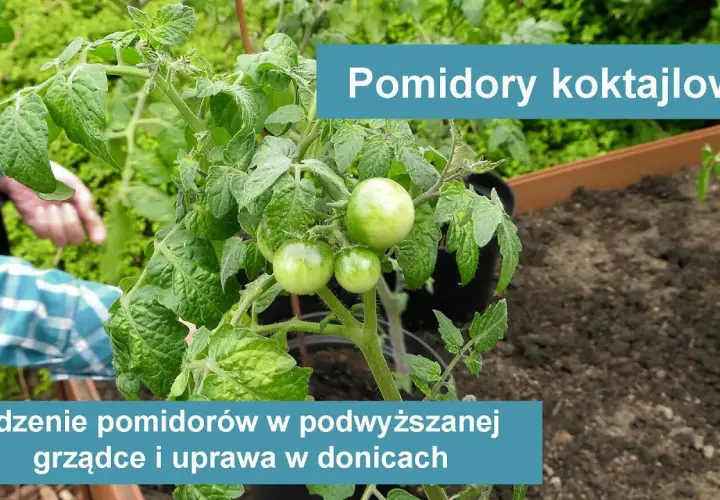 Jak uprawiać pomidory koktajlowe w doniczce, aby uniknąć błędów