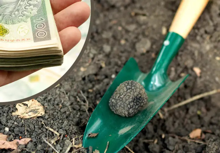 Kiedy jest sezon na trufle? Odkryj najlepszy czas na zbiór trufli