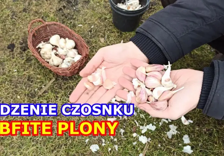 Jak się sadzi czosnek – najlepsze metody i najczęstsze błędy