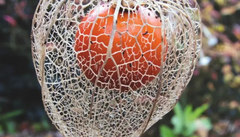 Jak uprawiać physalis: proste kroki do zdrowych owoców w ogrodzie