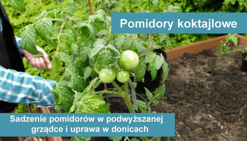 Jak uprawiać pomidory koktajlowe w doniczce, aby uniknąć błędów