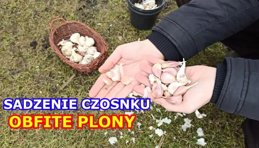 Jak się sadzi czosnek – najlepsze metody i najczęstsze błędy
