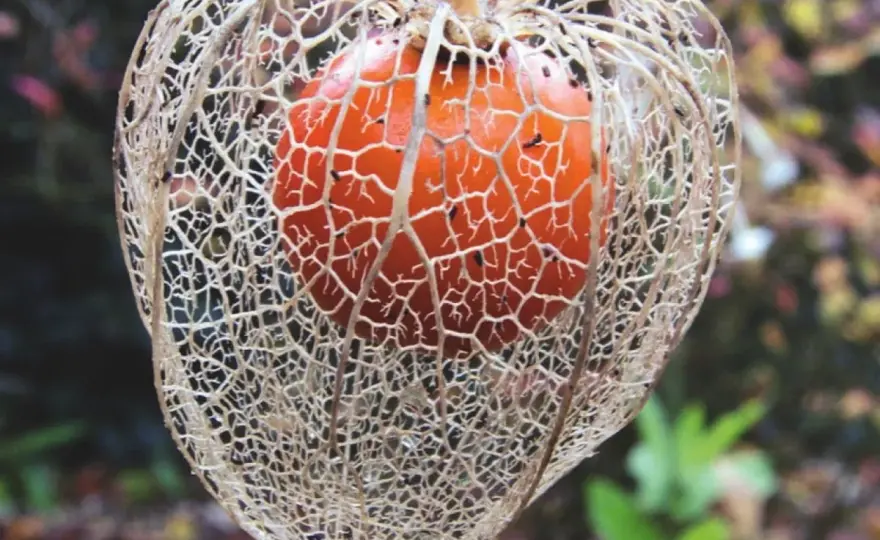 Jak uprawiać physalis: proste kroki do zdrowych owoców w ogrodzie