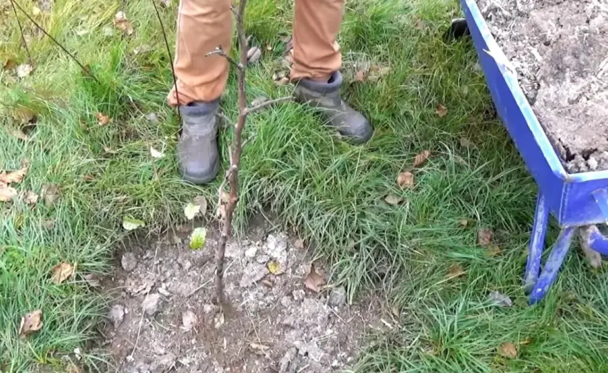 Jaki nawóz pod drzewka owocowe jesienią, aby uniknąć słabych plonów?