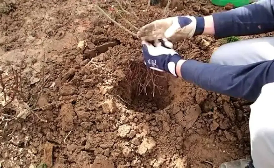 Jak gęsto sadzić róże wielkokwiatowe, aby uniknąć błędów w ogrodzie