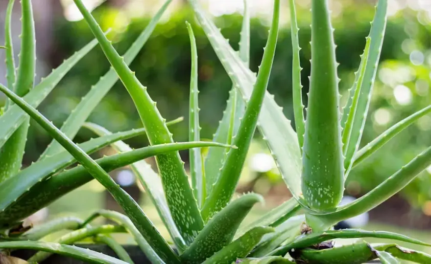 Jak uprawiać aloes: proste sposoby na zdrową roślinę w domu
