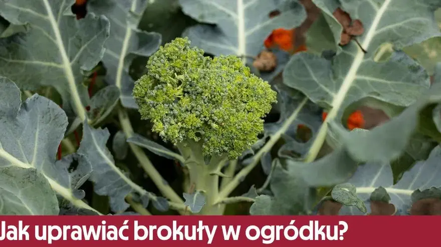 Jak uprawiać brokuły w ogródku – uniknij najczęstszych błędów