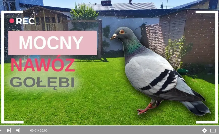 Jak zrobić nawóz z gołębich odchodów i uniknąć błędów w uprawie