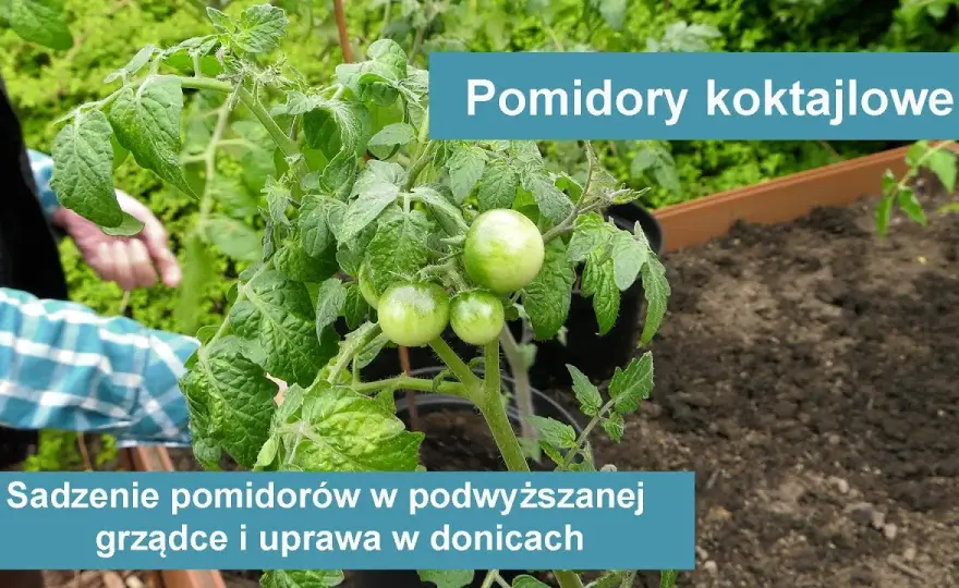 Jak uprawiać pomidory koktajlowe w doniczce, aby uniknąć błędów