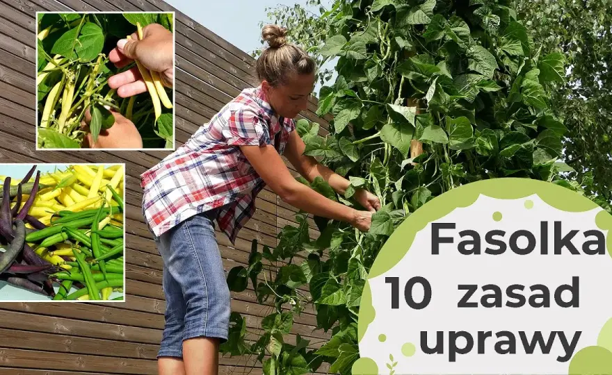 Jak uprawiać fasolkę szparagową - unikaj najczęstszych błędów
